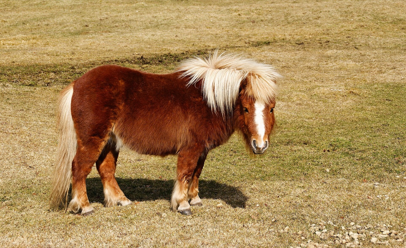 ポニー